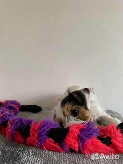 Щенки парсон рассел терьера