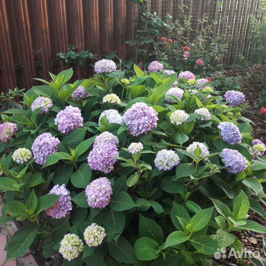 Гортензия 'endless summer'