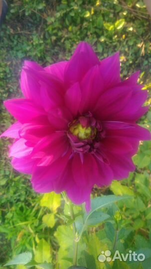 Георгины клубни