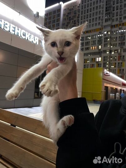 Котята в добрые руки бесплатно