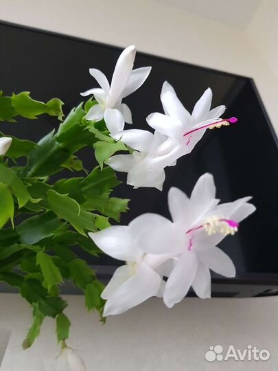 Декабрист белый кустик