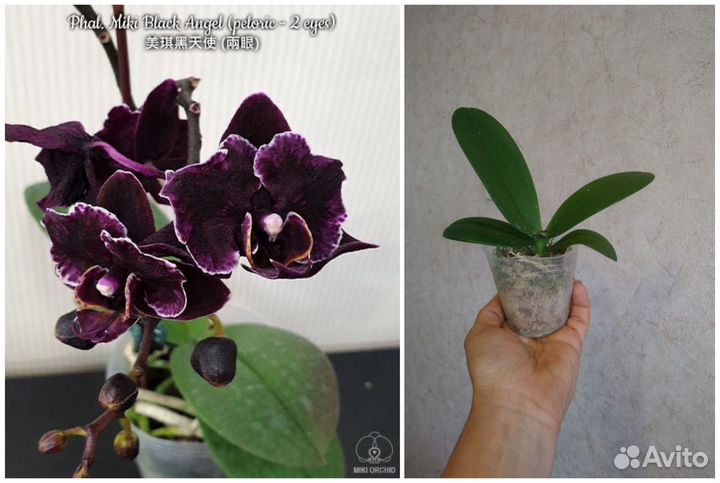 Орхидея бабочки азиатские нецветущие