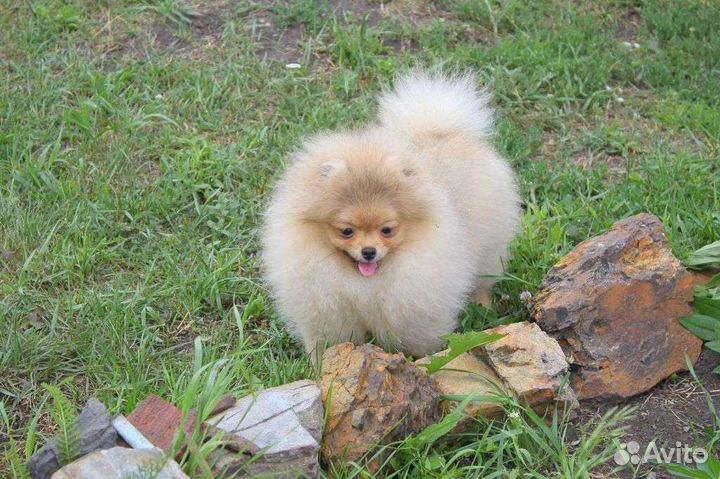 Шпиц- супер щенки Померанцы