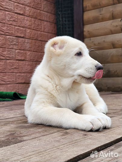 Среднеазиатская овчарка алабай щенки