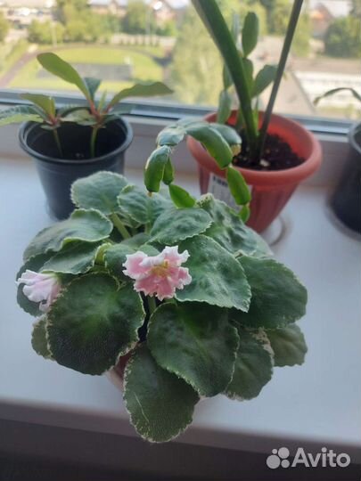 Фиалки сортовые