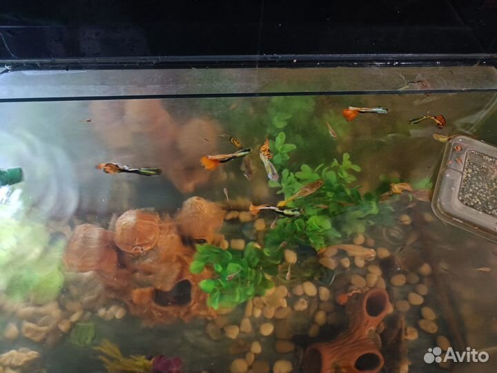 Аквариумные рыбки гуппи