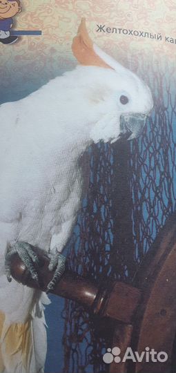 Энциклопедия для мальчиков