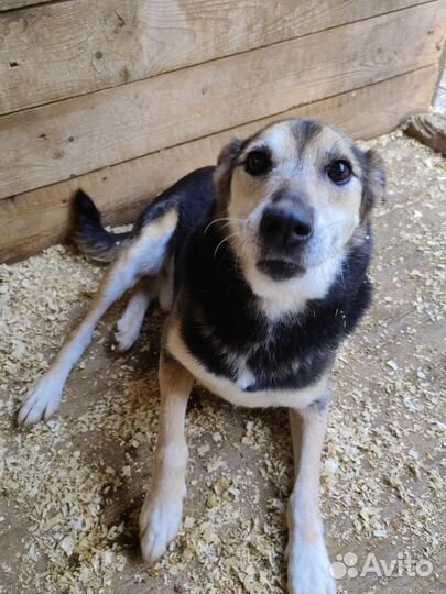 Нежный,ласковый Сэм из приюта мечтает о доме