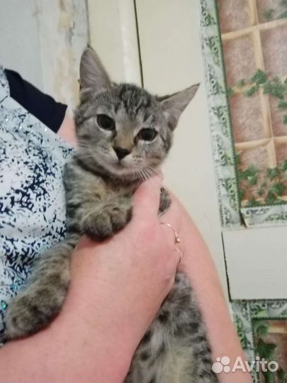 Домик для кошки