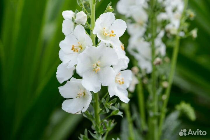 Гравилат,сальвия,дицентра,пиретрум,пижма, анемона