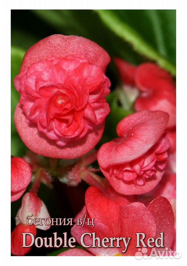 Бегонии вечноцветущие. Цены в описании под фото