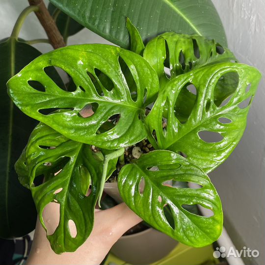 Монстера манки маск
