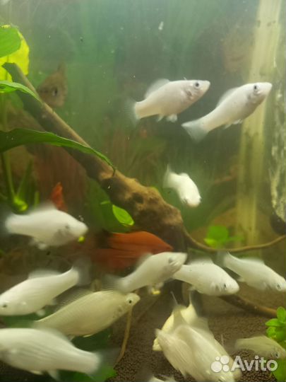 Моллинезия велифера снежинка