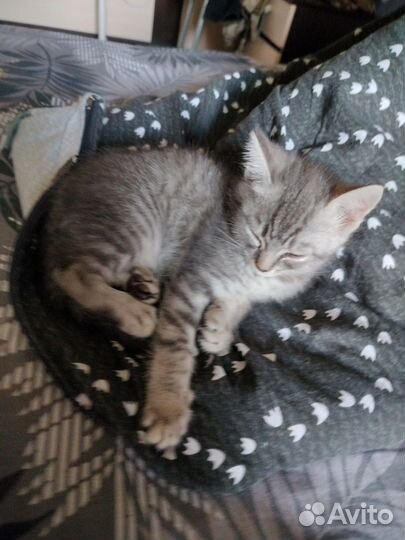 Котёнок.Отдам бесплатно