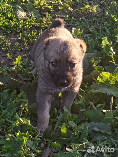 Продажа щенков алабая