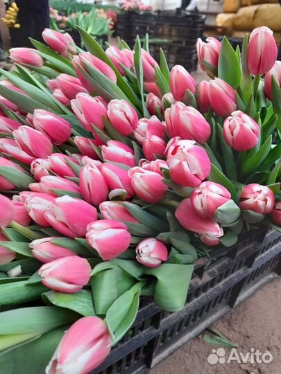 Тюльпаны к 8 марта оптом