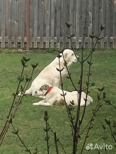 Собака алабай щенки
