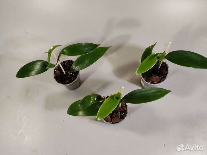 Черенки орхидеи Ваниль Грин