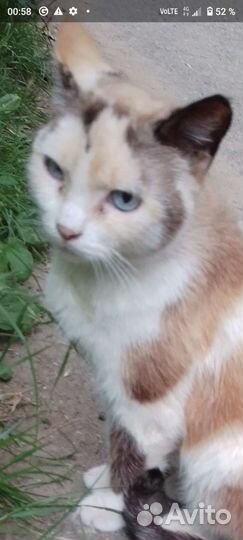 Молодая кисонька Мишель