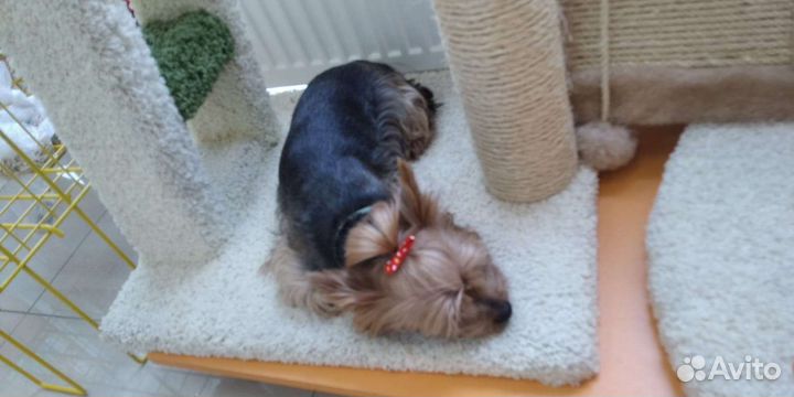 Йоркширский терьер