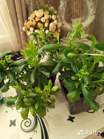 Остеопермум вегетативный