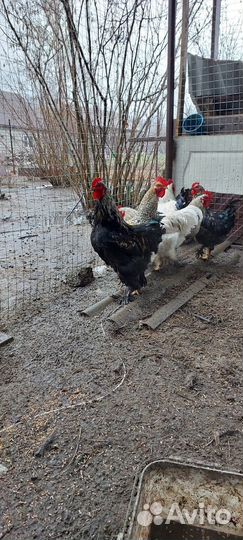 Петухи брама