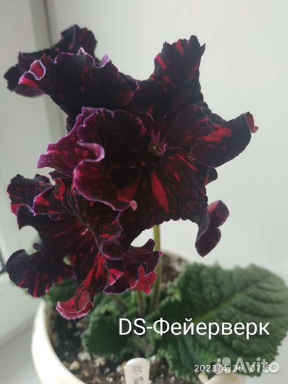 Стрептокарпус