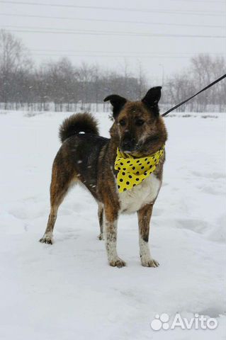 Собака в добрые руки ждет в приюте