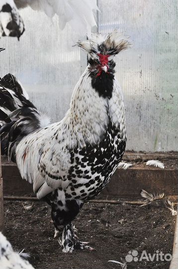 Петухи павловские
