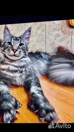 Полидакты мейн кун