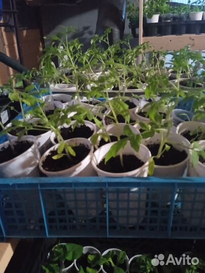 Рассада помидор