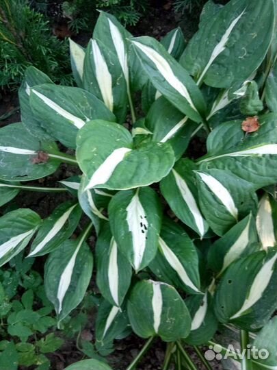 Хоста и бруннера