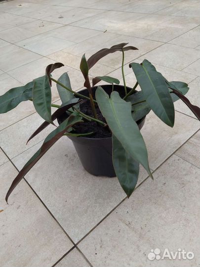 Филодендроны