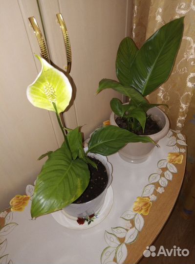 Спатифиллум комнатное растение