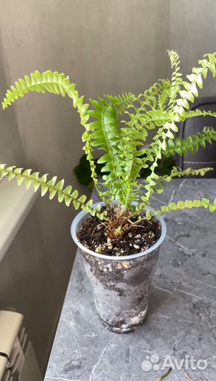 Папортник нефролепис комнатный