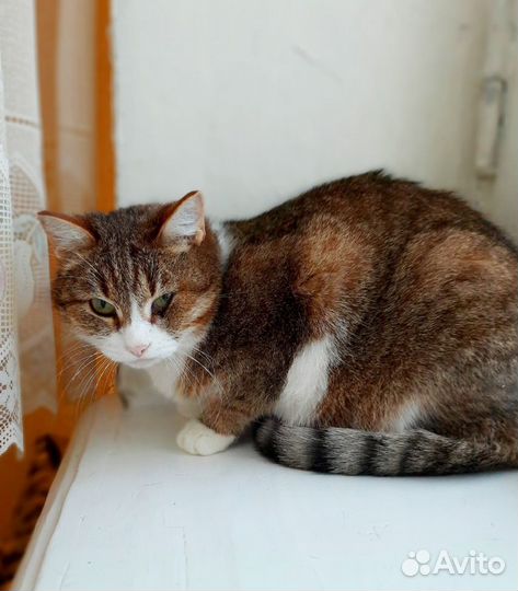 Кошечка нуждается в доме