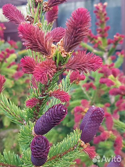 Ель rydal (ридал)