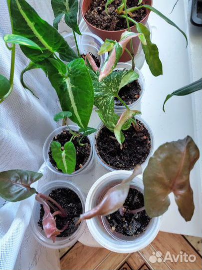 Комнатные растения для уюта и красоты