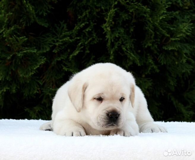 Щенки лабрадора из питомника