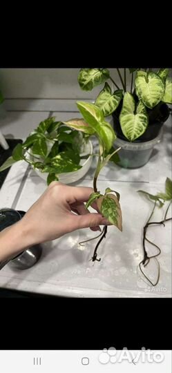 Сингониум ред спот триколор