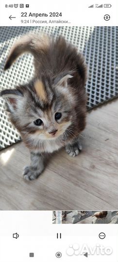 Котята мейн-кун