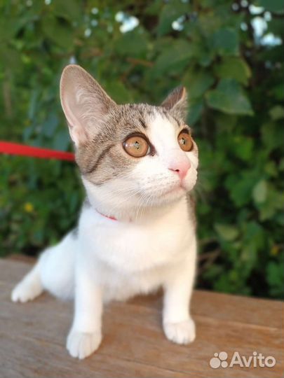 Котенок