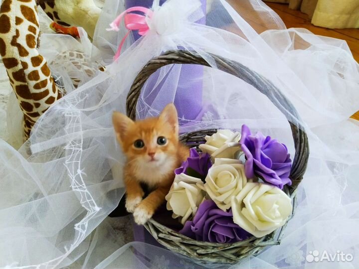 Ласковые рыжики,девочки,в добрые руки.В лоток сами