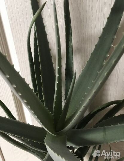 Алоэ на лечение