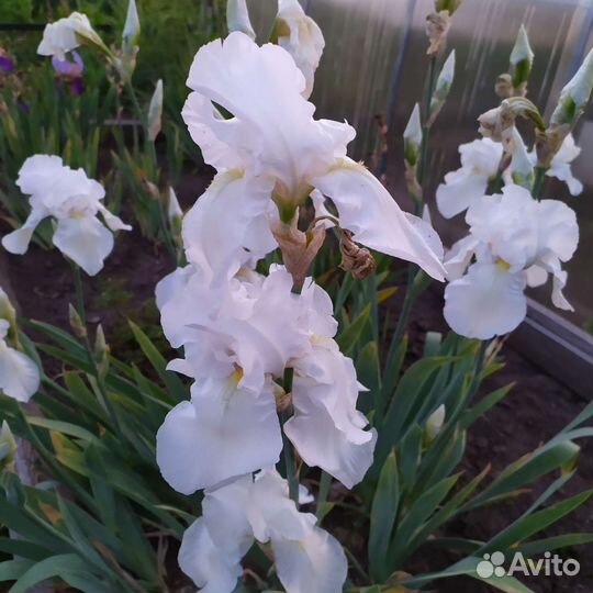 Ирисы бородатые