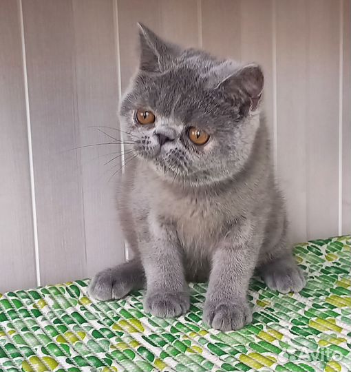 Экзотические принцы и принцессы