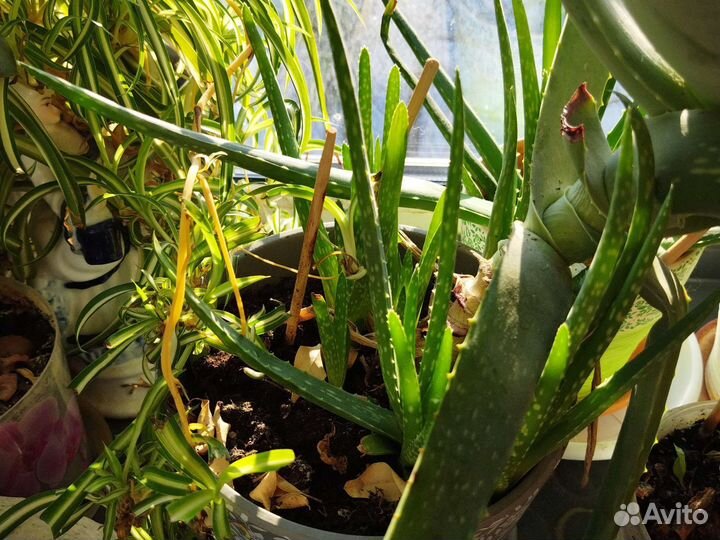 Каланхоэ, алоэ вера, цветы