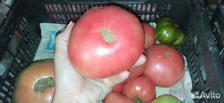 Помидоры (томаты)