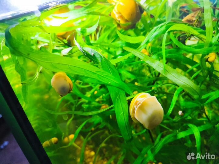 Улитки аквариумные ампулярии, улитки для аквариума