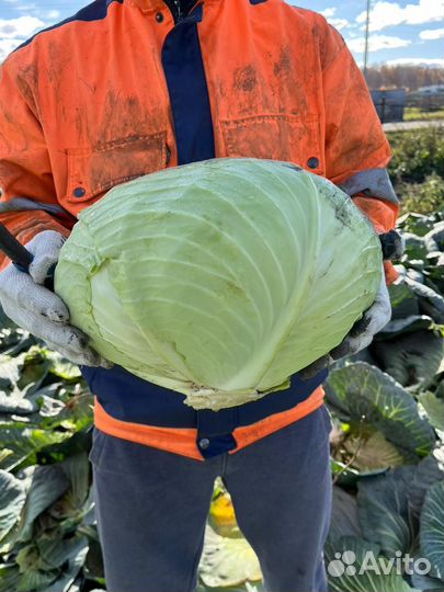 Фермерские продукты